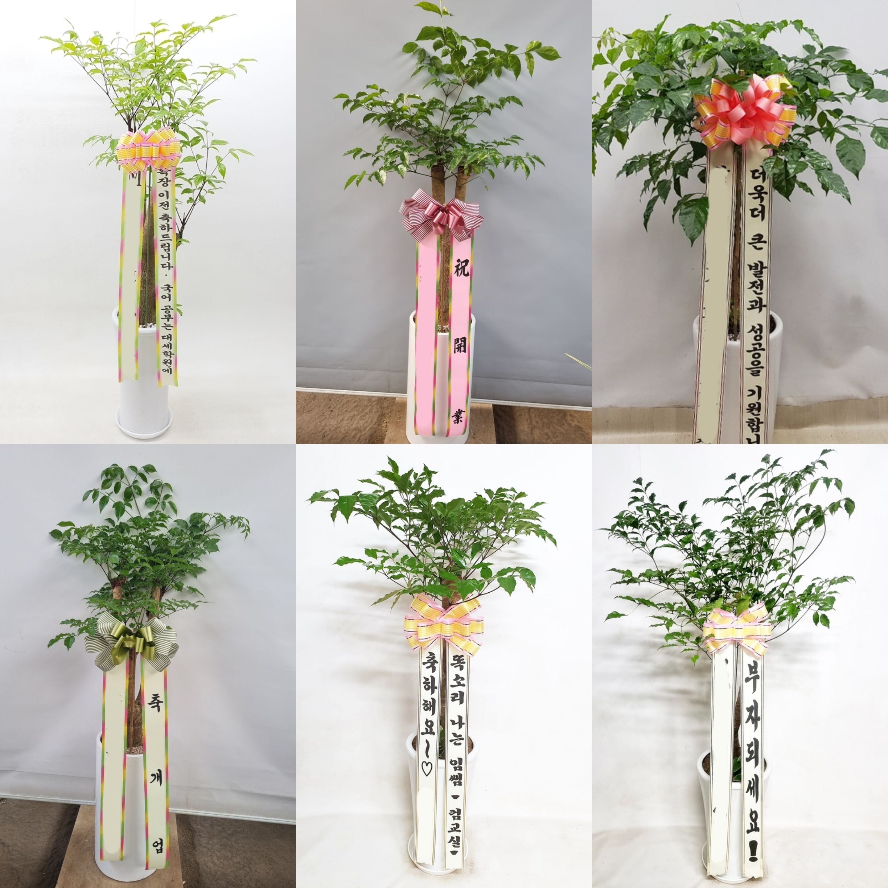 해피트리 (중) 대형식물 칠순 팔순 개업 이사 사무실 확장 이전 카페 화분 당일 전국배달