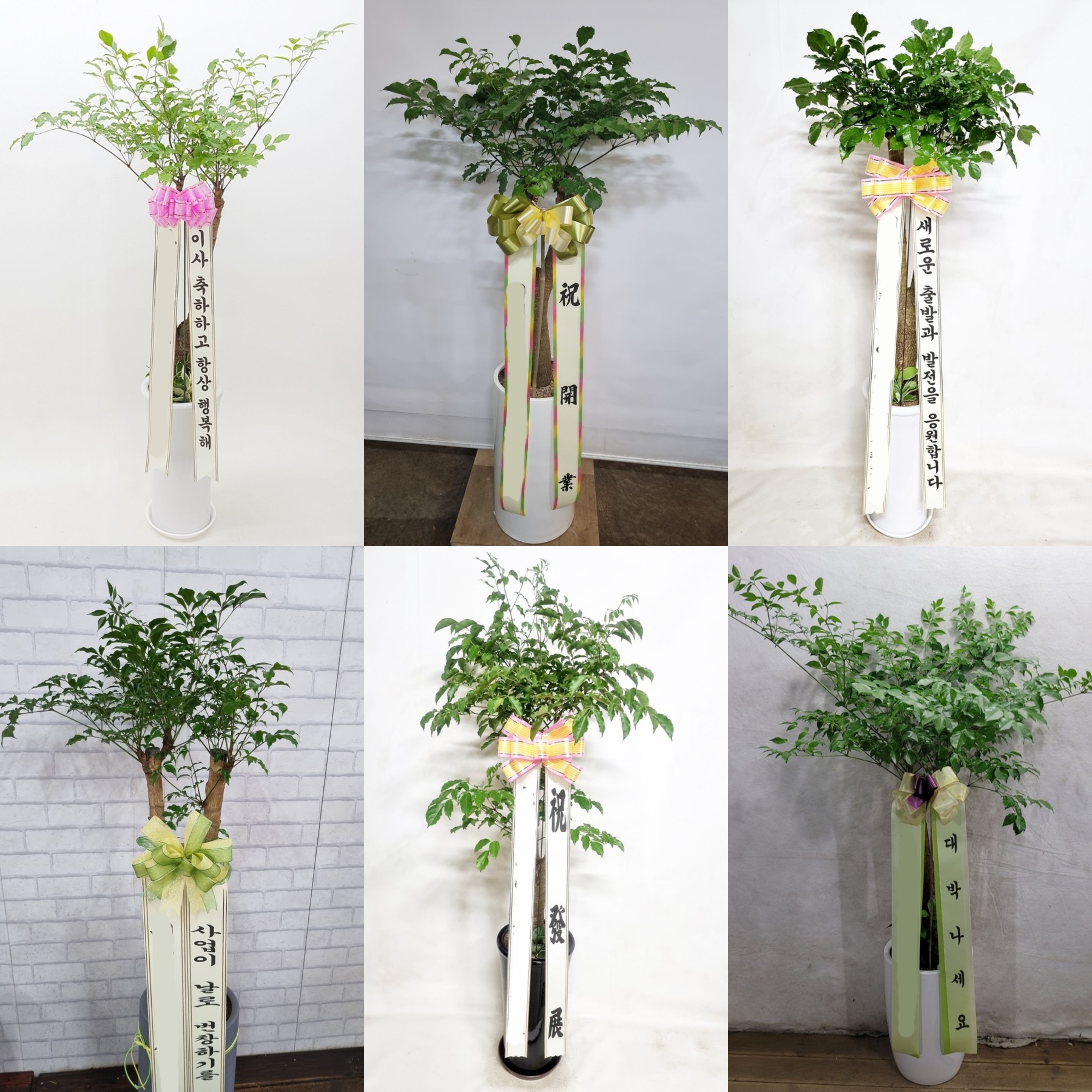 해피트리 (중) 대형식물 칠순 팔순 개업 이사 사무실 확장 이전 카페 화분 당일 전국배달