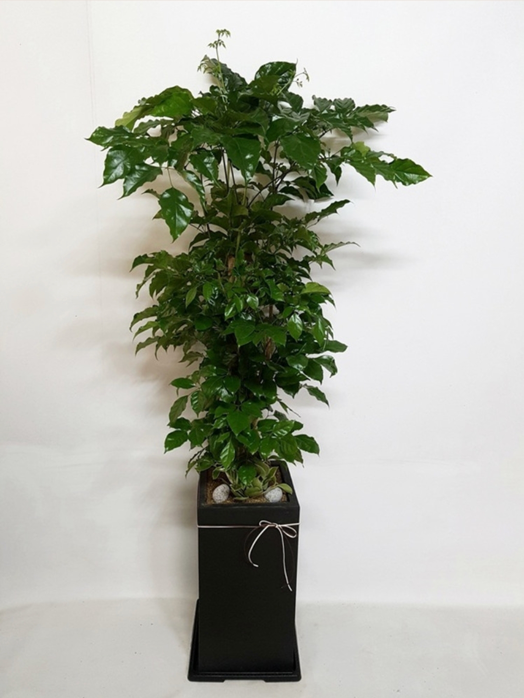 녹보수 (특대) ﻿대형화분 실내 인테리어 거실화분 취임 승진 카페 개업 이전 확장 배달