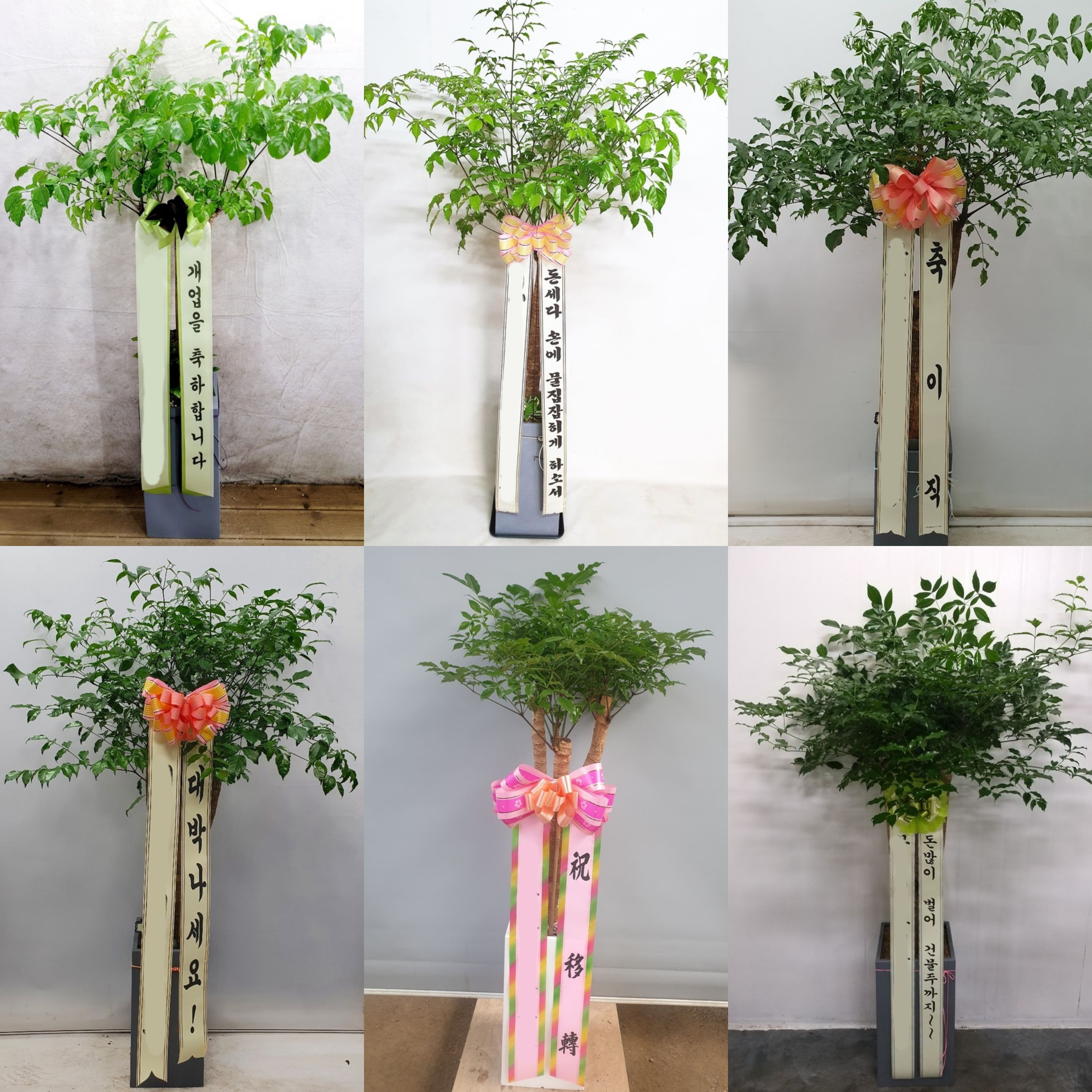 해피트리 (특대) 행복나무 카페 개업 오픈 이사 집들이 사무실 공장 확장 승진 화분 배송