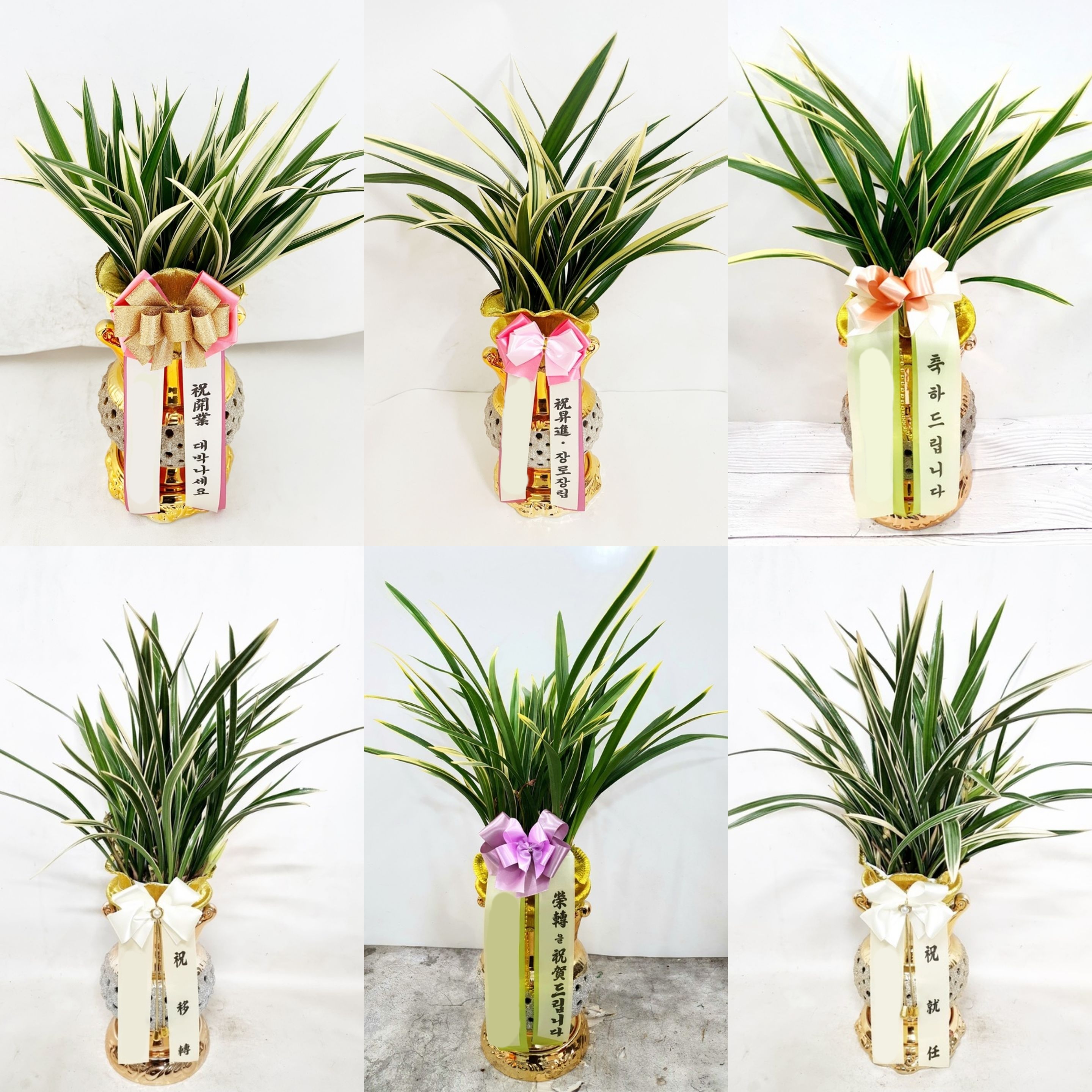 동양란 동양난 최고급 금색 고급 투각분 승진 선물 취임 개업 사무실 인사이동 난배달 화분