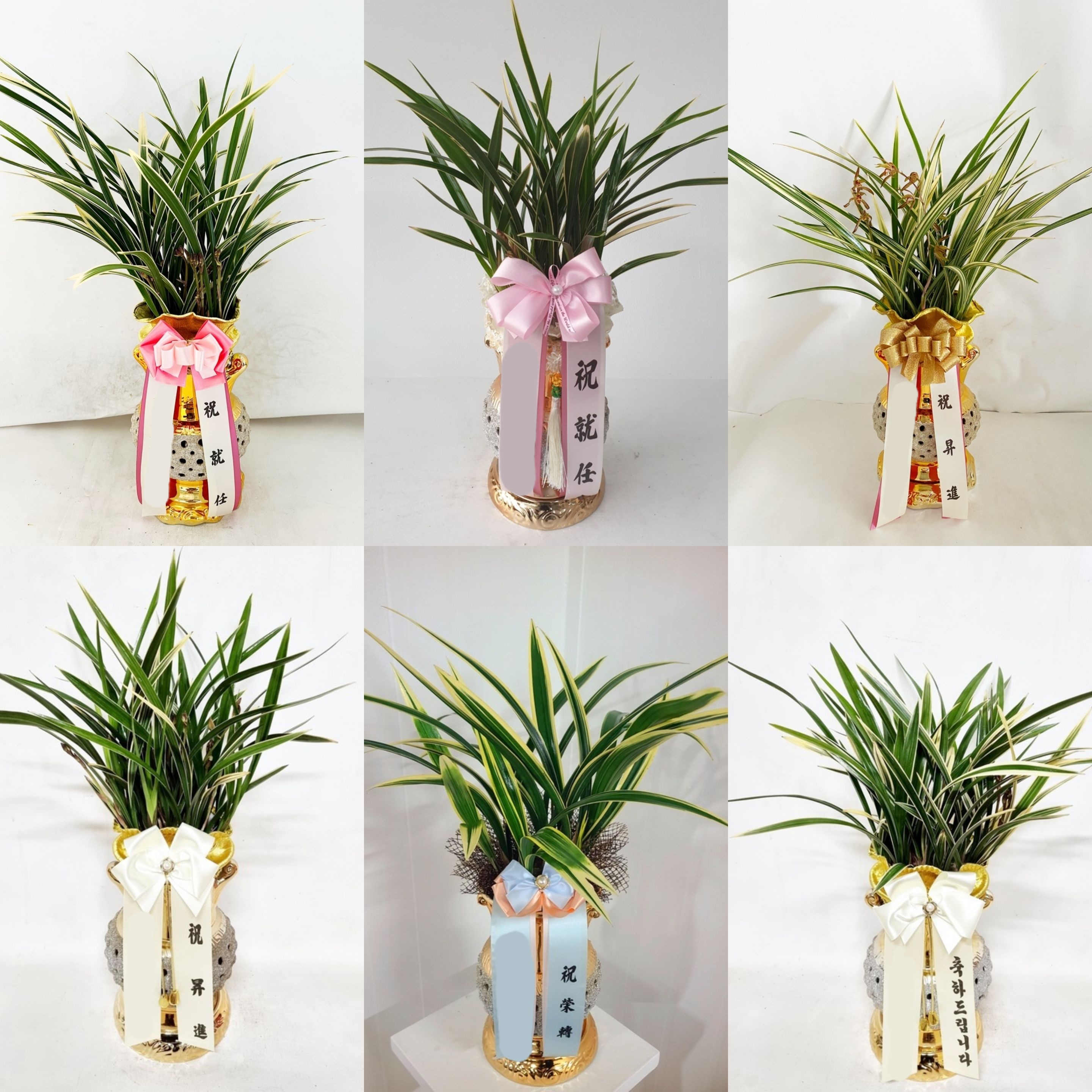 동양란 동양난 최고급 금색 고급 투각분 승진 선물 취임 개업 사무실 인사이동 난배달 화분