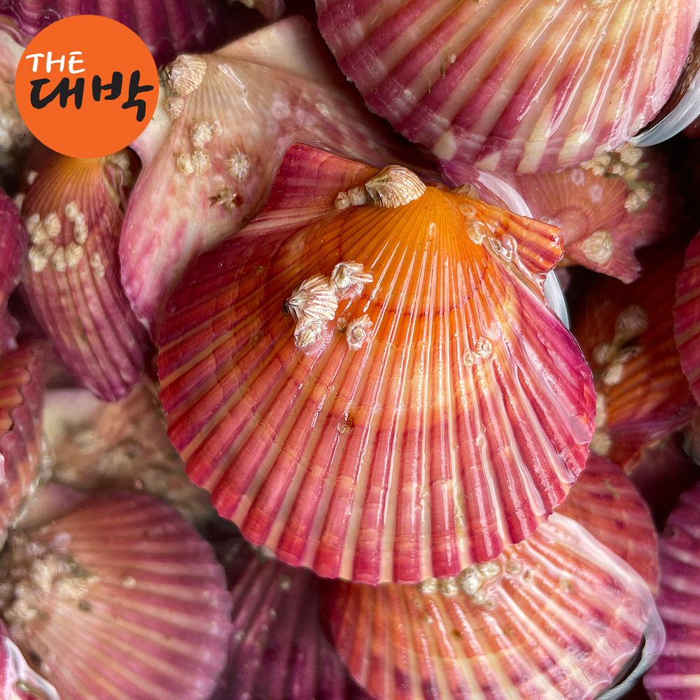 제철 홍가리비 캠핑 가리비 구이