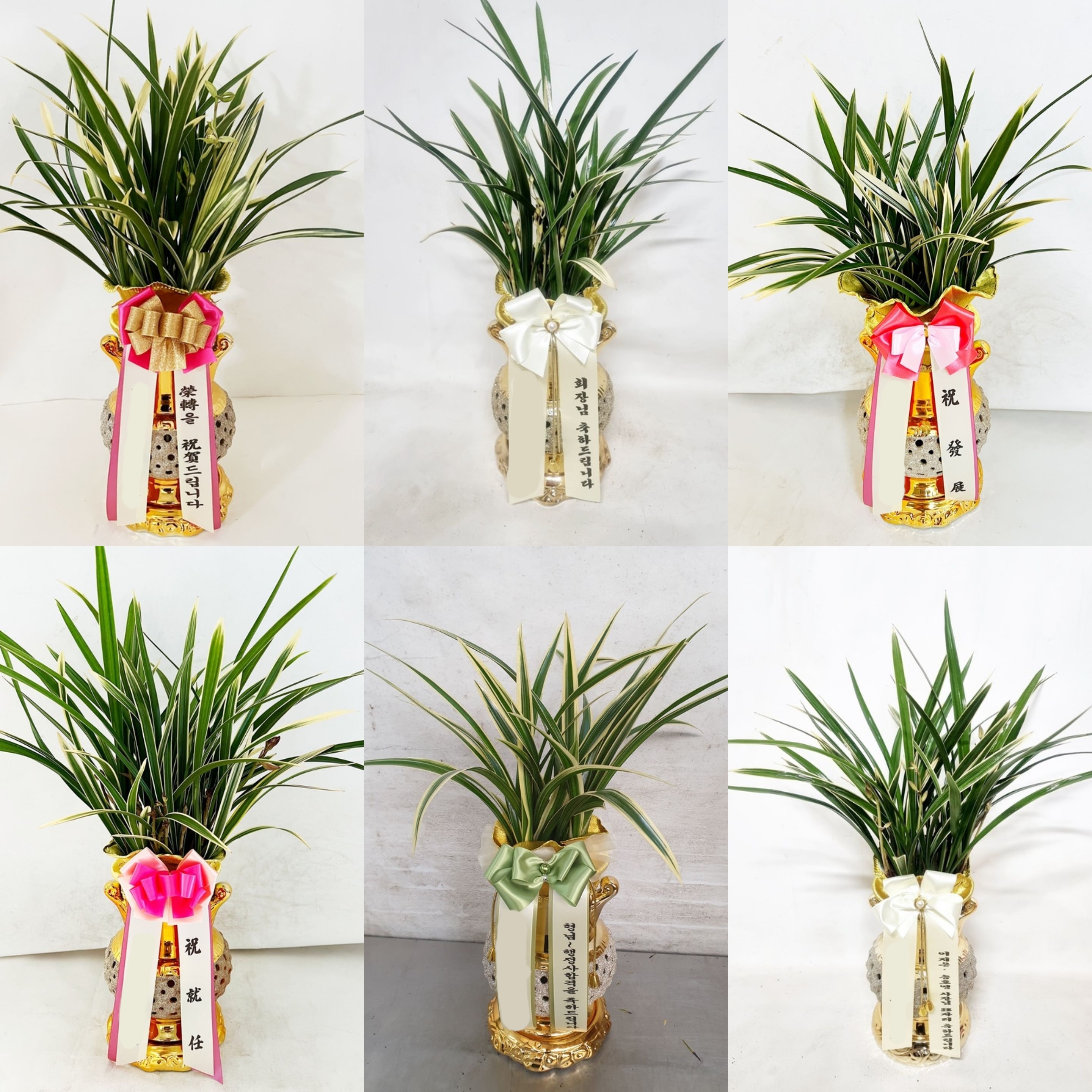 동양란 동양난 최고급 금색 고급 투각분 승진 선물 취임 개업 사무실 인사이동 난배달 화분