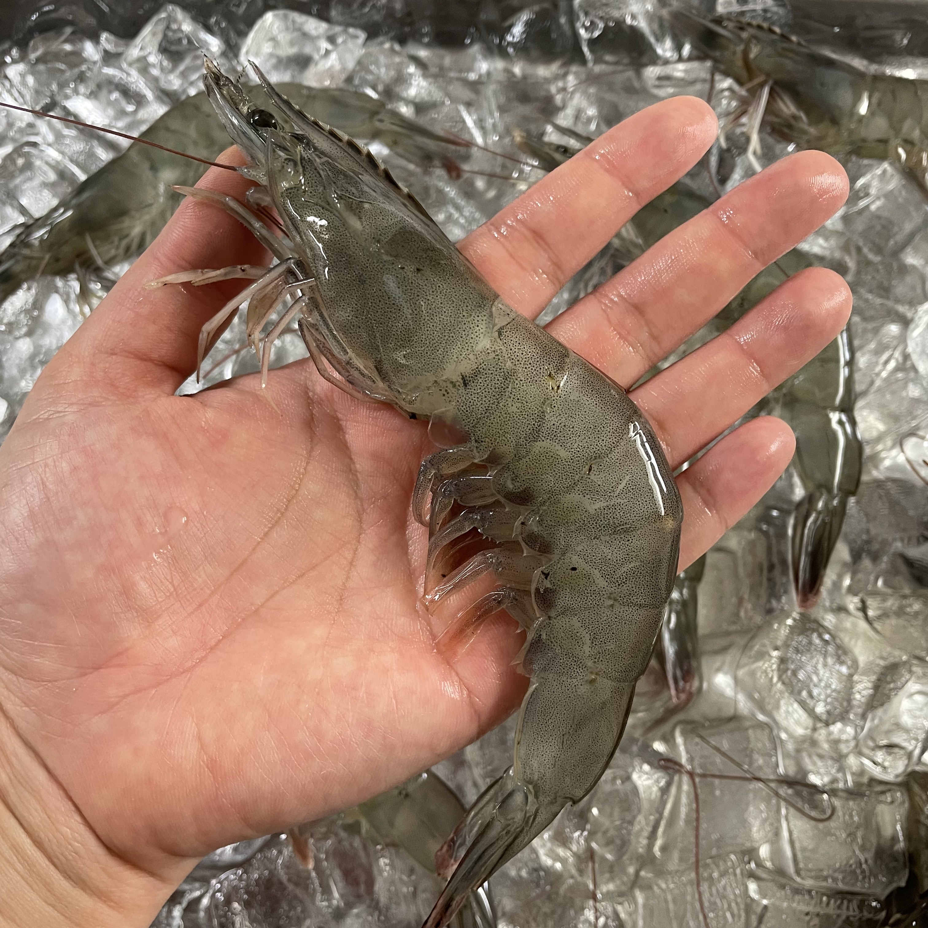 국산 활새우 제철 신안 흰다리새우 새우철 생새우 왕새우 회 500g 1kg 상품 이미지