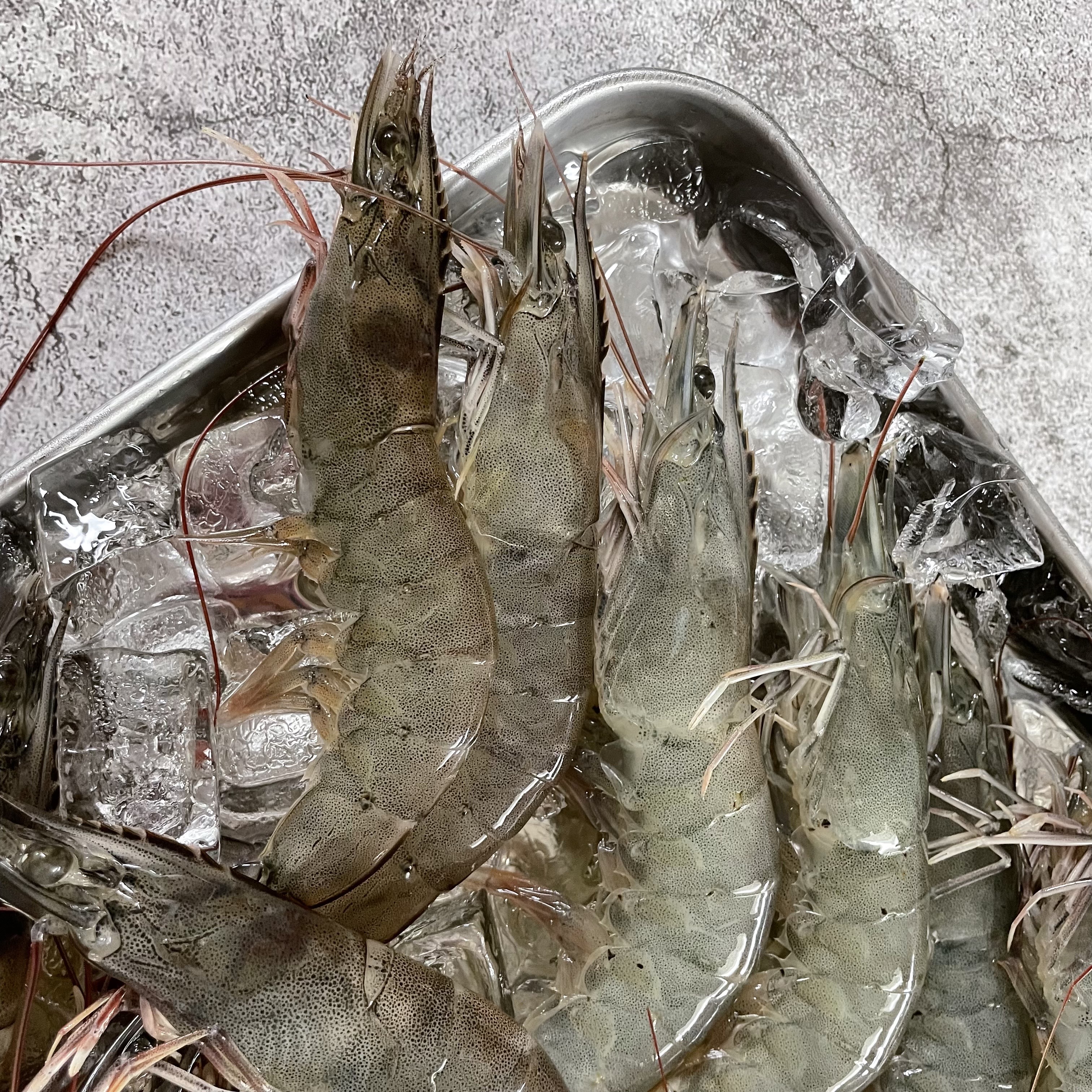 국산 활새우 제철 신안 흰다리새우 새우철 생새우 왕새우 회 500g 1kg 상품 이미지
