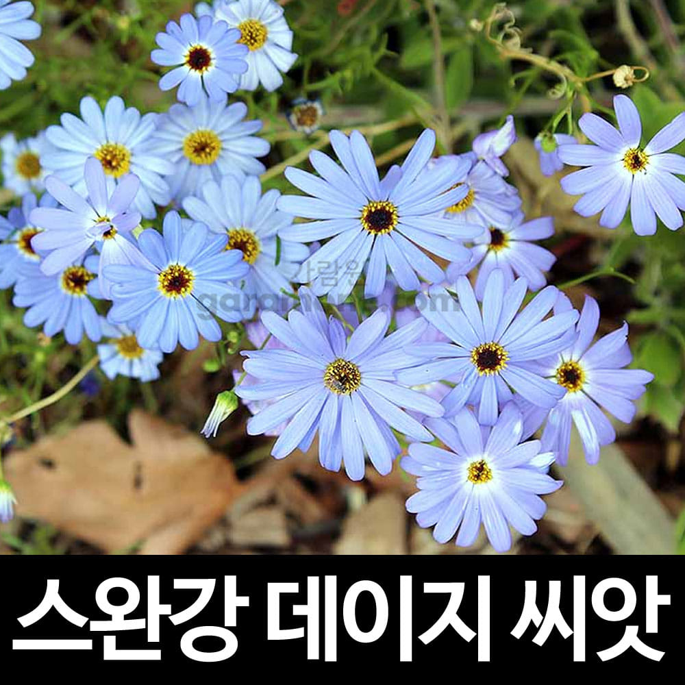 브라키컴 씨앗 스완강 데이지 씨앗 꽃씨 꽃씨앗 200알 : 가람원