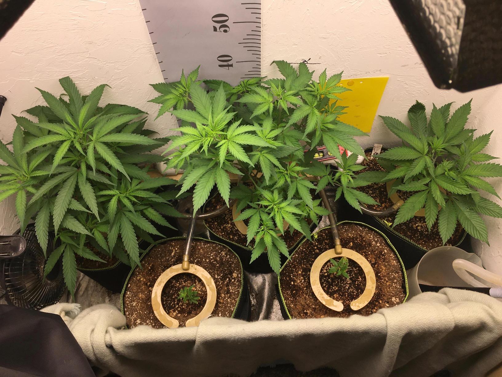 Bloom Brothers Hydro Halo 다용도