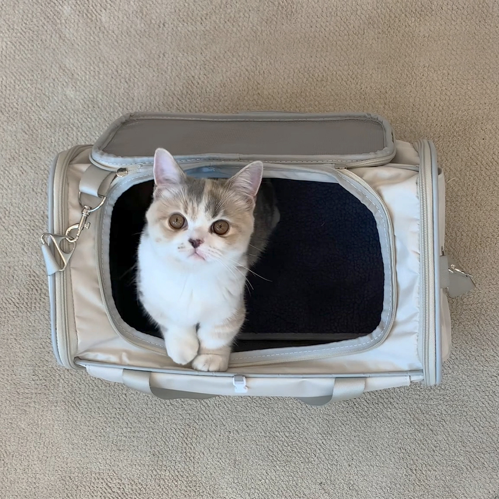 펫케어 스위트백 폴딩 위로열림 이동장 고양이 강아지 이동가방 이미지 7