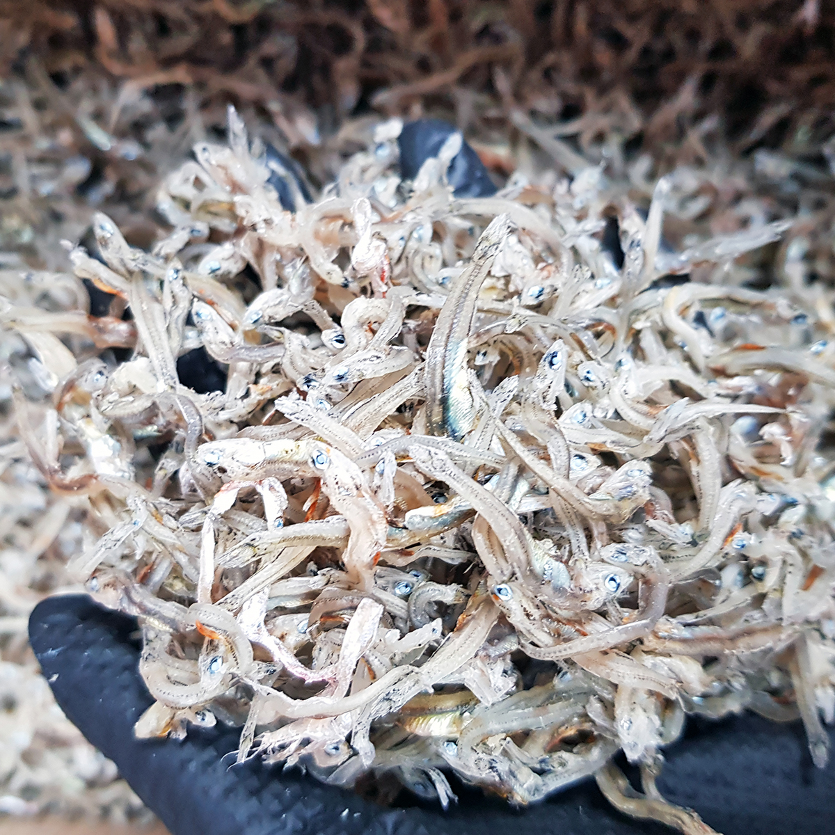 국내산 상급 가이리멸치 잔멸치 볶음멸치 자멸 볶음용 멸치 500g, 1개 - 상품 이미지