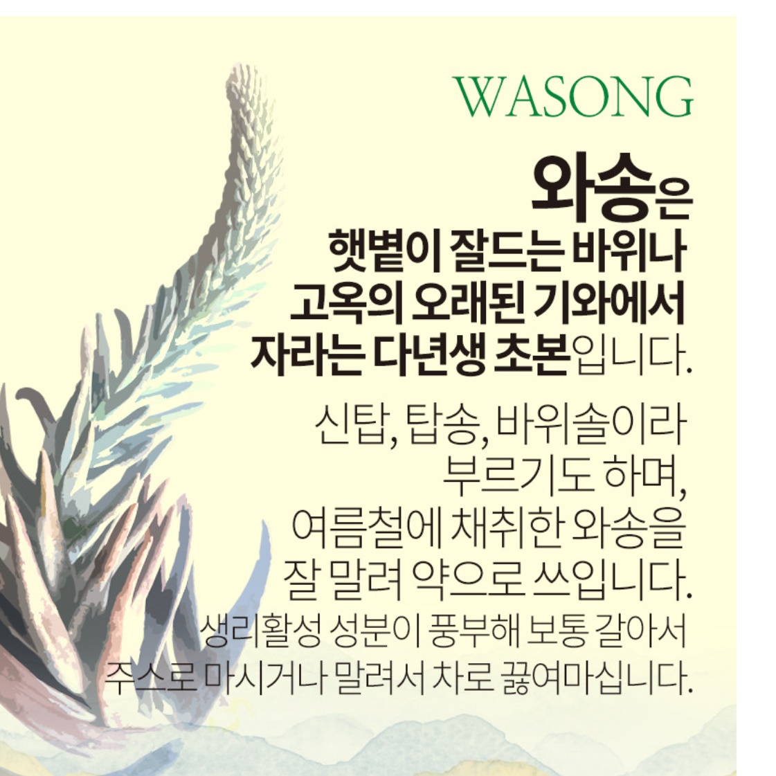 국내산 건 와송 가루 500g 분말 바위솔 먹는법 키우기 효능 효과 파는곳 파우더 이미지 8