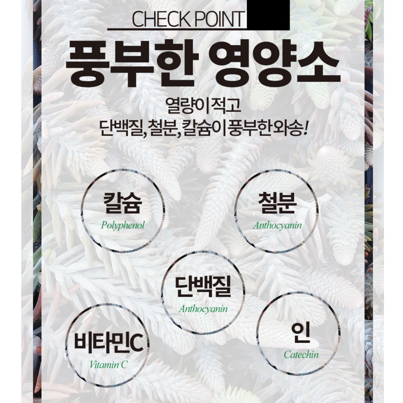 국내산 건 와송 가루 500g 분말 바위솔 먹는법 키우기 효능 효과 파는곳 파우더 - 상세 이미지 4