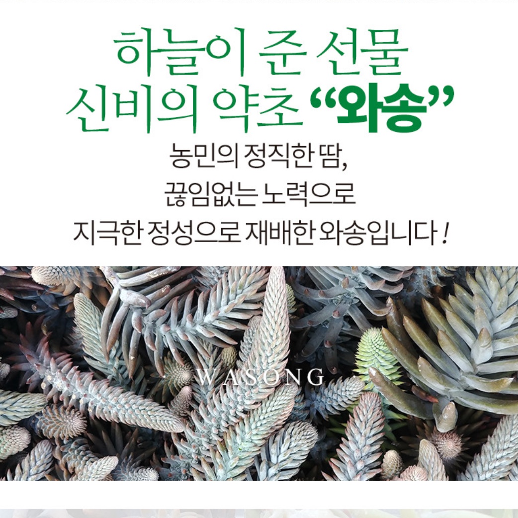 국내산 건 와송 가루 500g 분말 바위솔 먹는법 키우기 효능 효과 파는곳 파우더 - 상세 이미지 5