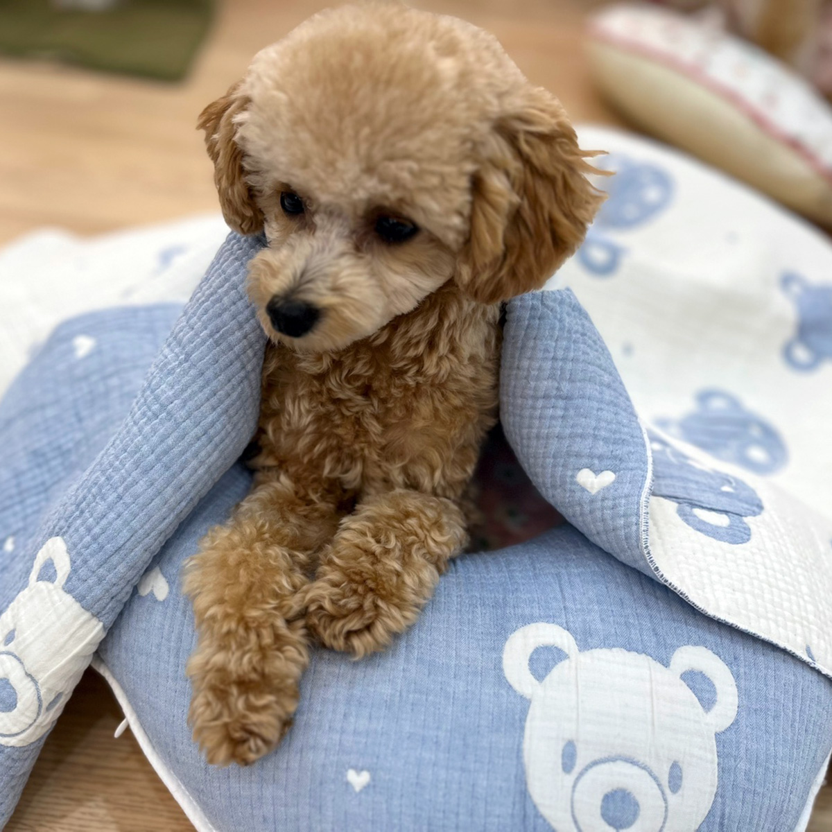 강아지이불 거즈 애견 부드러운 사계절 담요 강아지블랭킷 곰돌이 푸푸블랭킷 블루