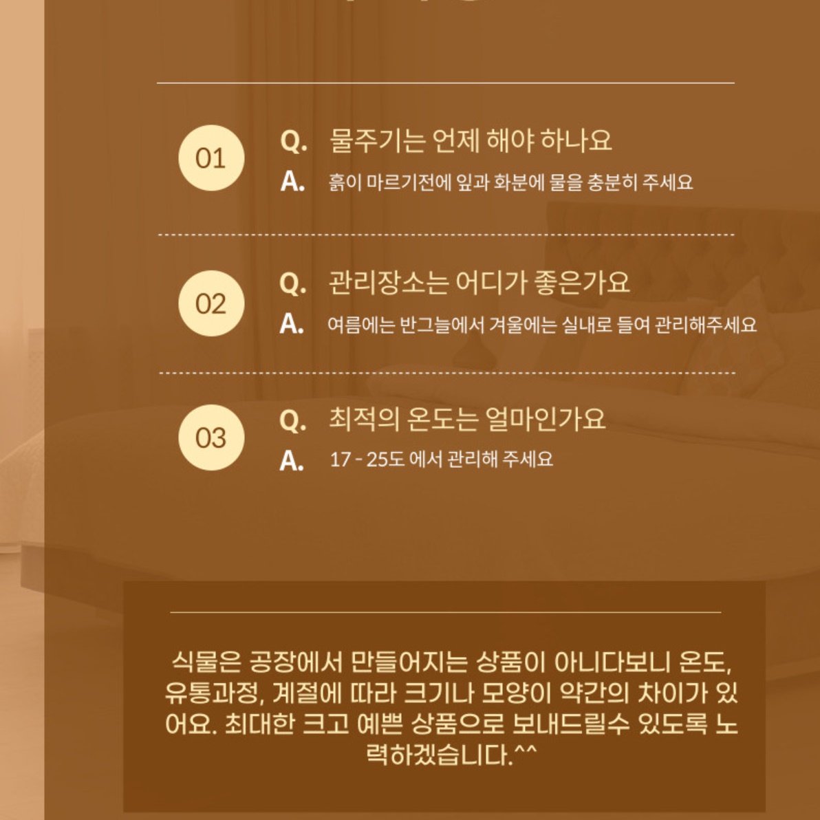 거실 화초 실내 화분 거실 식물 겨울 카페 화분 나무