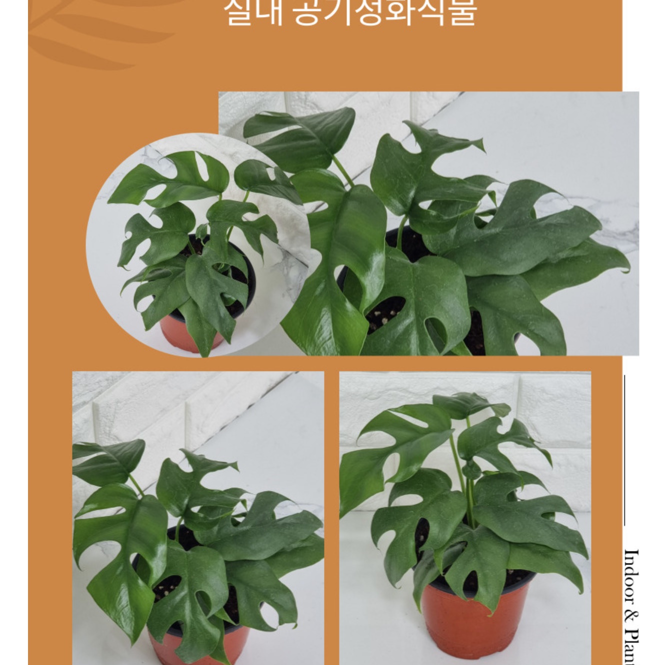 거실 화초 실내 화분 거실 식물 겨울 카페 화분 나무