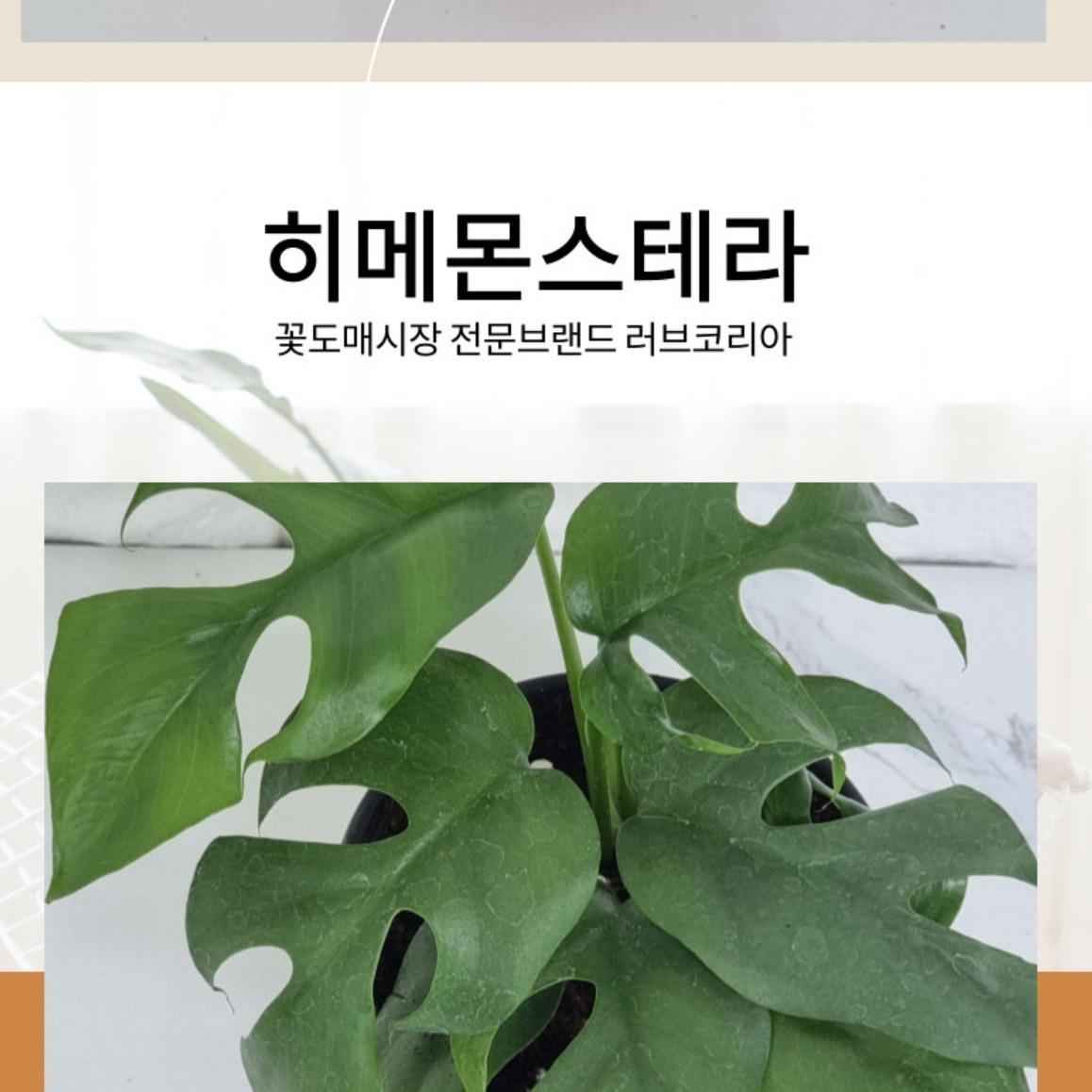 거실 화초 실내 화분 거실 식물 겨울 카페 화분 나무
