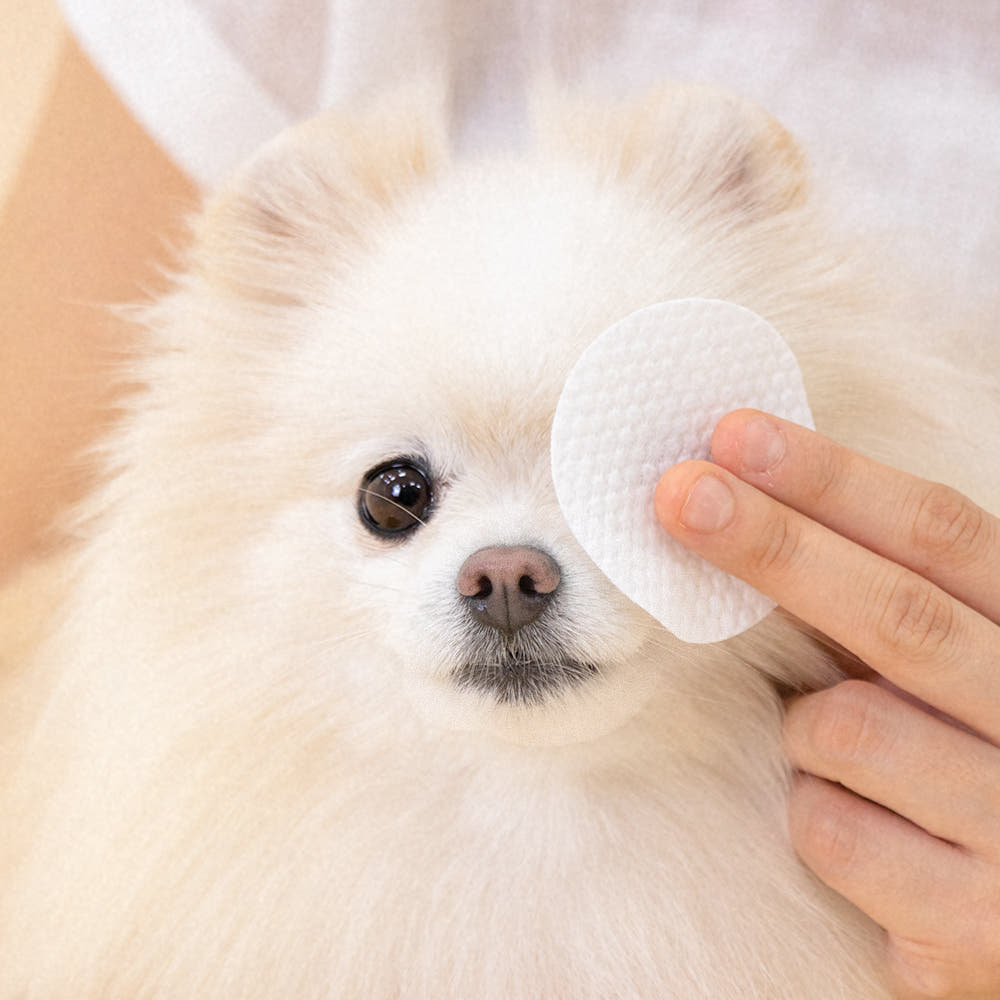 정글몬스터 상세컷