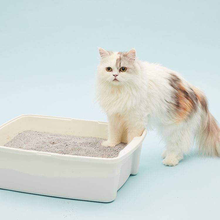 냥쌤 감동모래 크러쉬제로 벤토나이트 고양이모래 6kg, 1개 - 상세 이미지 4