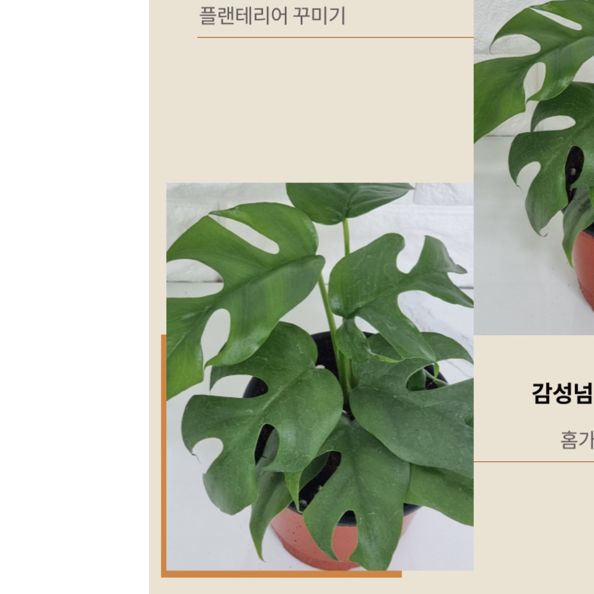 거실 화초 실내 화분 거실 식물 겨울 카페 화분 나무