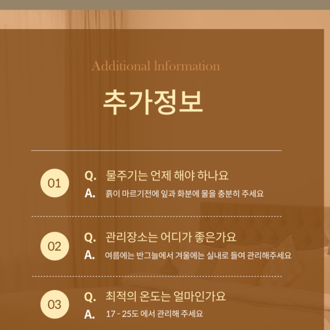 거실 화초 실내 화분 거실 식물 겨울 카페 화분 나무