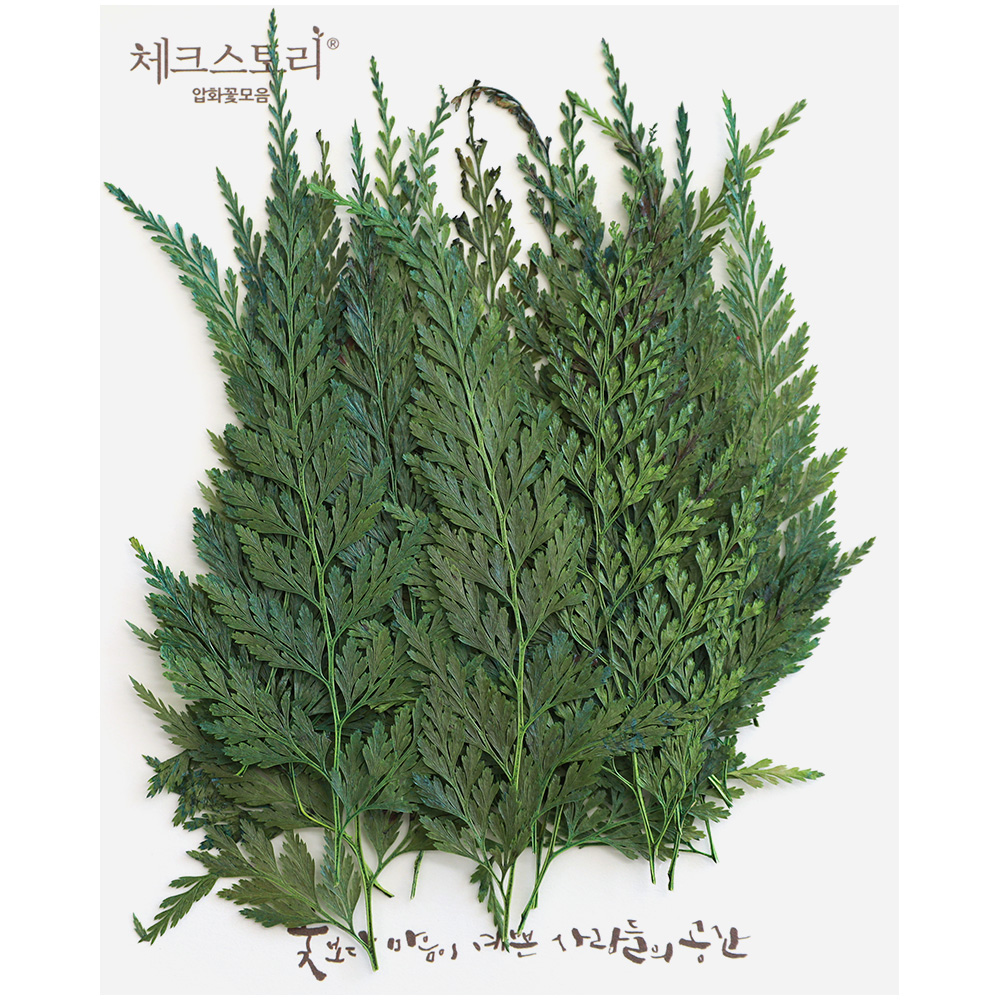 압화 줄기잎 큰고비(20개)(염색) 그린 초록색 - 상품 이미지