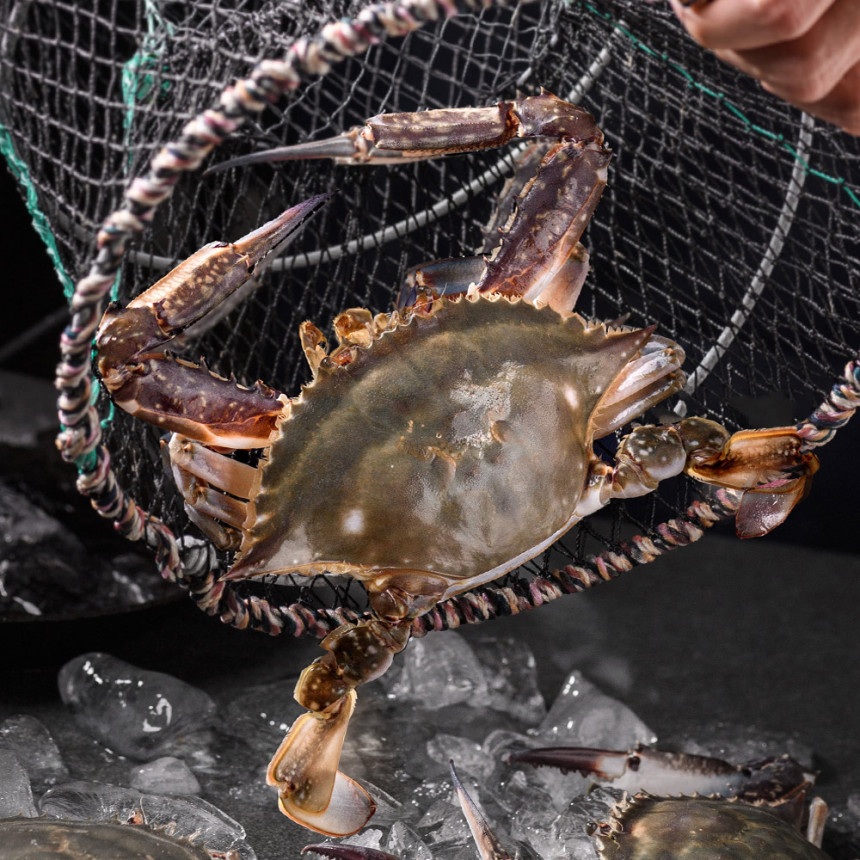 제철 꽃게 1kg 가을 봄 산지직송 숫꽃게 암꽃게 사진 5