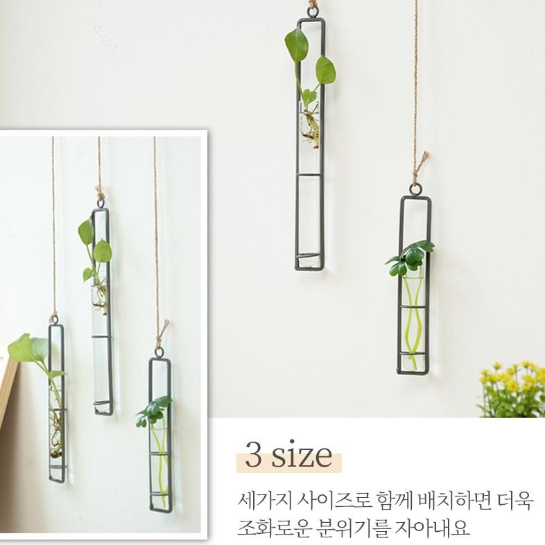 소형 공중식물 행잉 벽걸이식물 화장실식물 실내 - 상세 이미지 5