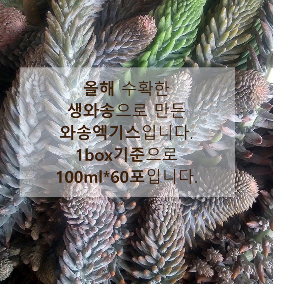 국내산 자연산 와송즙 와송 진액 엑기스 액기스 농축액 - 상세 이미지 5