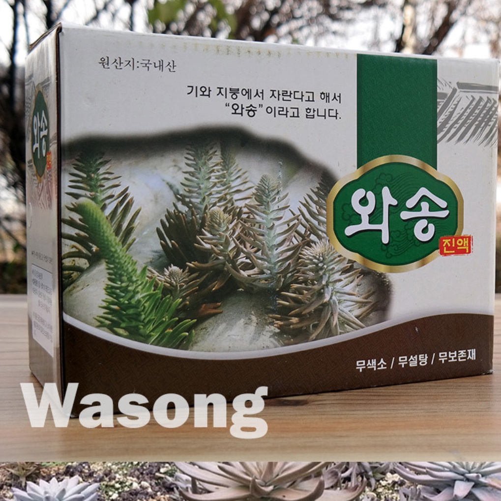 국내산 자연산 와송즙 와송 진액 엑기스 액기스 농축액 이미지 8