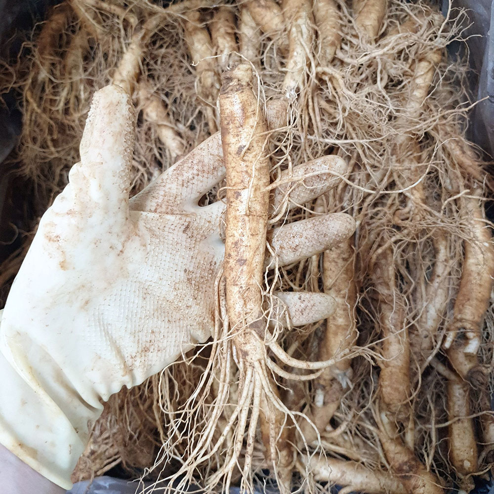 금산수삼시장 인삼선물세트 원수삼 소1채 750g - 상세 이미지 2