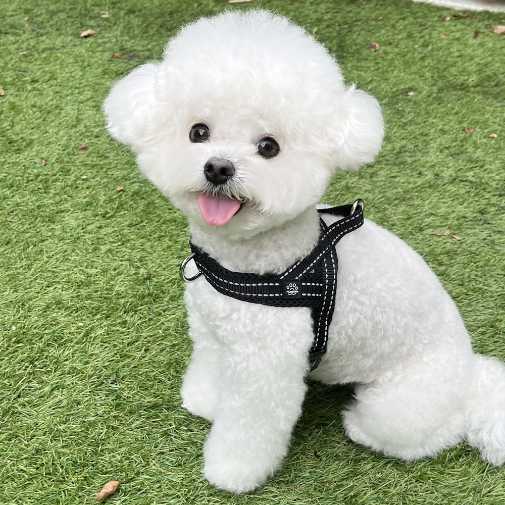 강아지 하네스 앞섬방지 앞고리 가슴줄 XXS 소형견