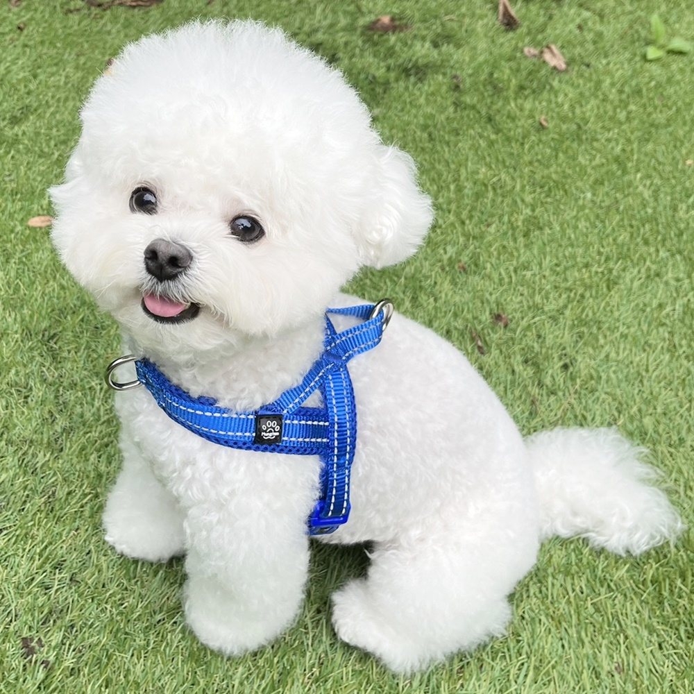 강아지 하네스 앞섬방지 앞고리 가슴줄 XXS 소형견