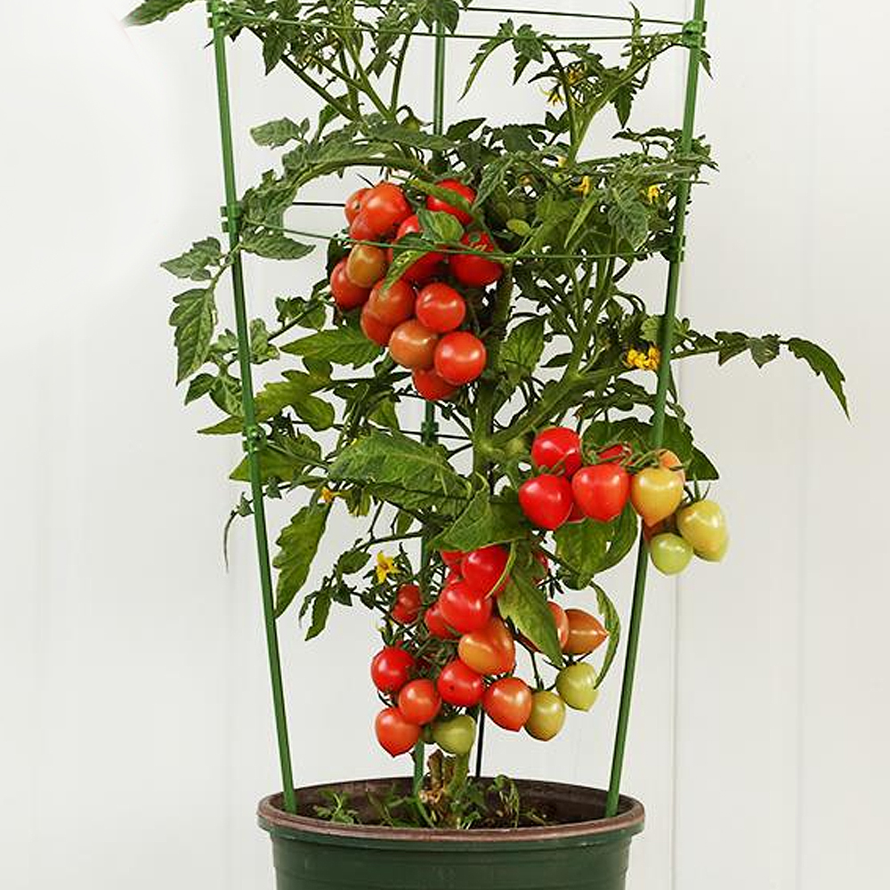 식물지지대 몬스테라 화분 화초 수태 수태봉 지지대 90-28cm - 상세 이미지 2