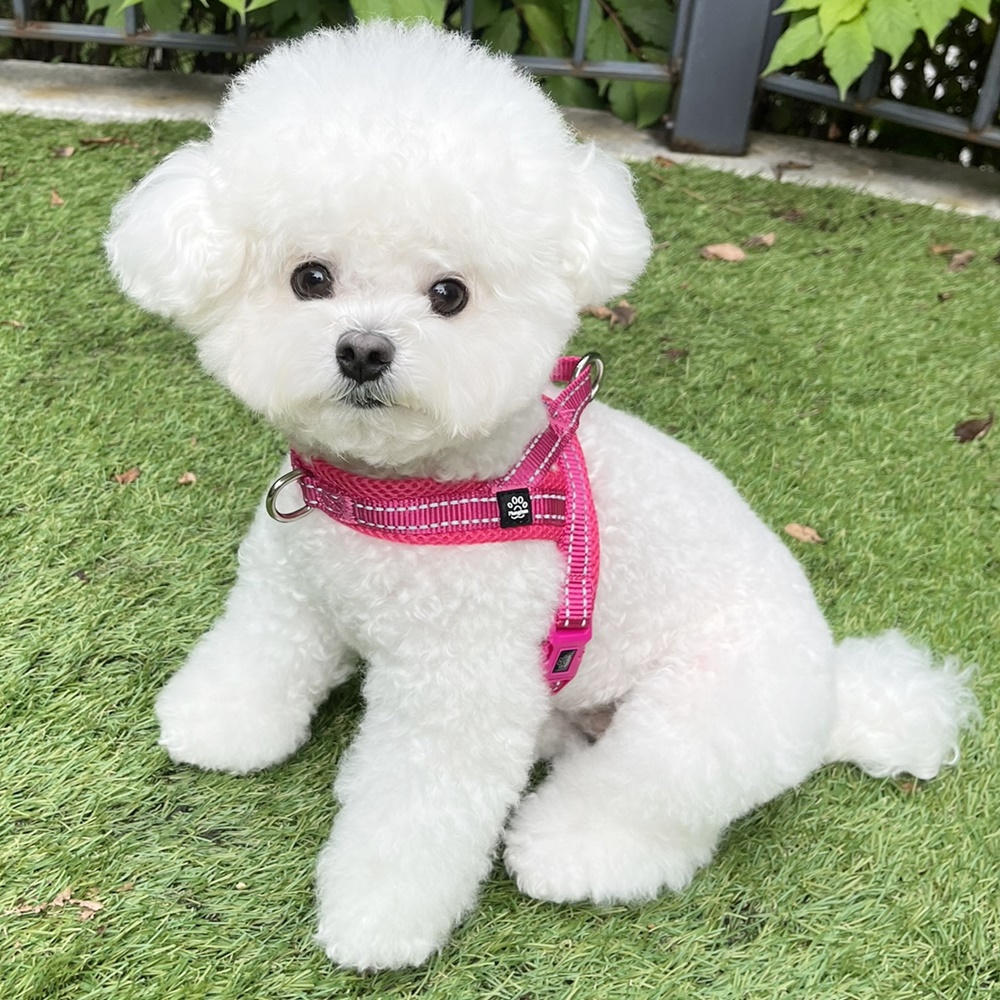 강아지 하네스 앞섬방지 앞고리 가슴줄 XXS 소형견