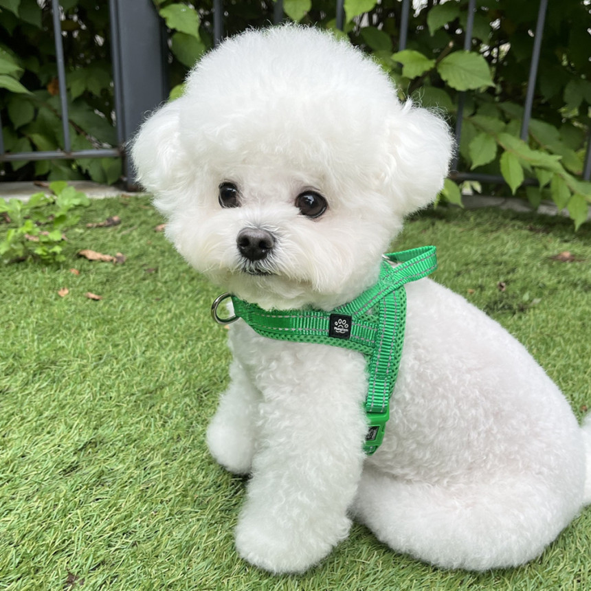 강아지 하네스 앞섬방지 앞고리 가슴줄 XXS 소형견 사진 5