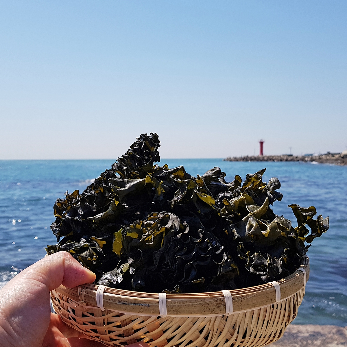 완도 미역귀 미역 500g, 1개