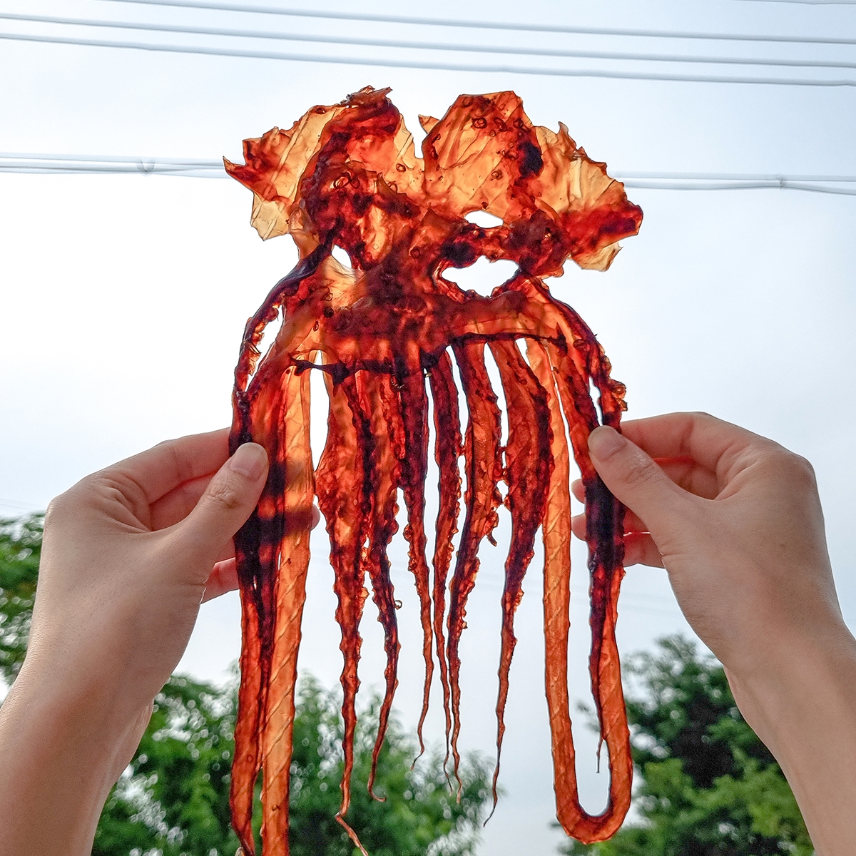 대왕 오징어다리 망족 장족 문어발 300g, 1개