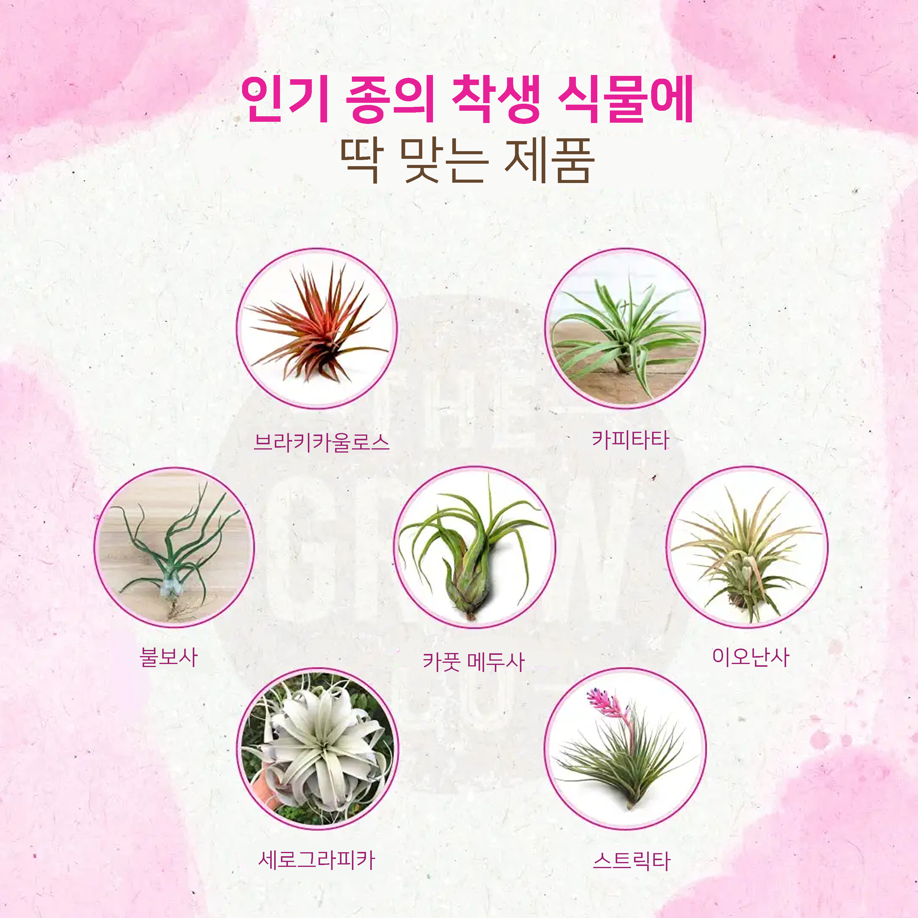 유기농 착생 식물 비료 스프레이 사용 예시