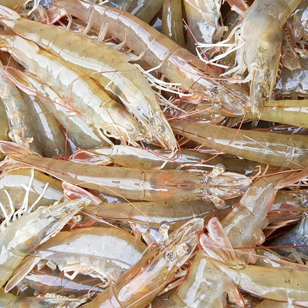 국산 제철 흰다리새우 1kg 생새우 왕새우 활새우 이미지 8