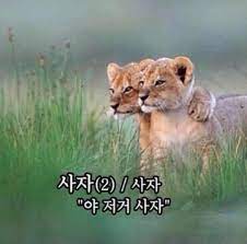 사자와사자 스토어 로고