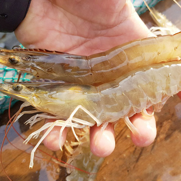 국산 제철 흰다리새우 1kg 생새우 왕새우 활새우 - 상세 이미지 3