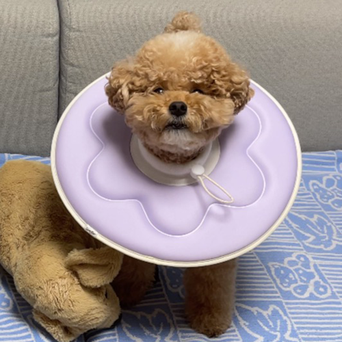 더플래 반반 초경량 강아지 고양이 넥카라 S