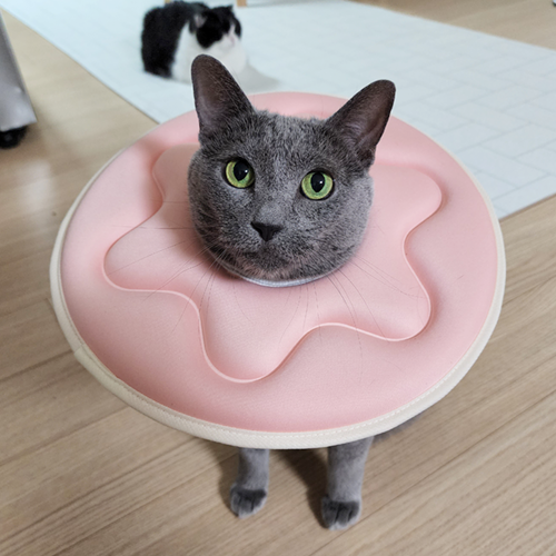 더플래 반반 초경량 강아지 고양이 넥카라 S