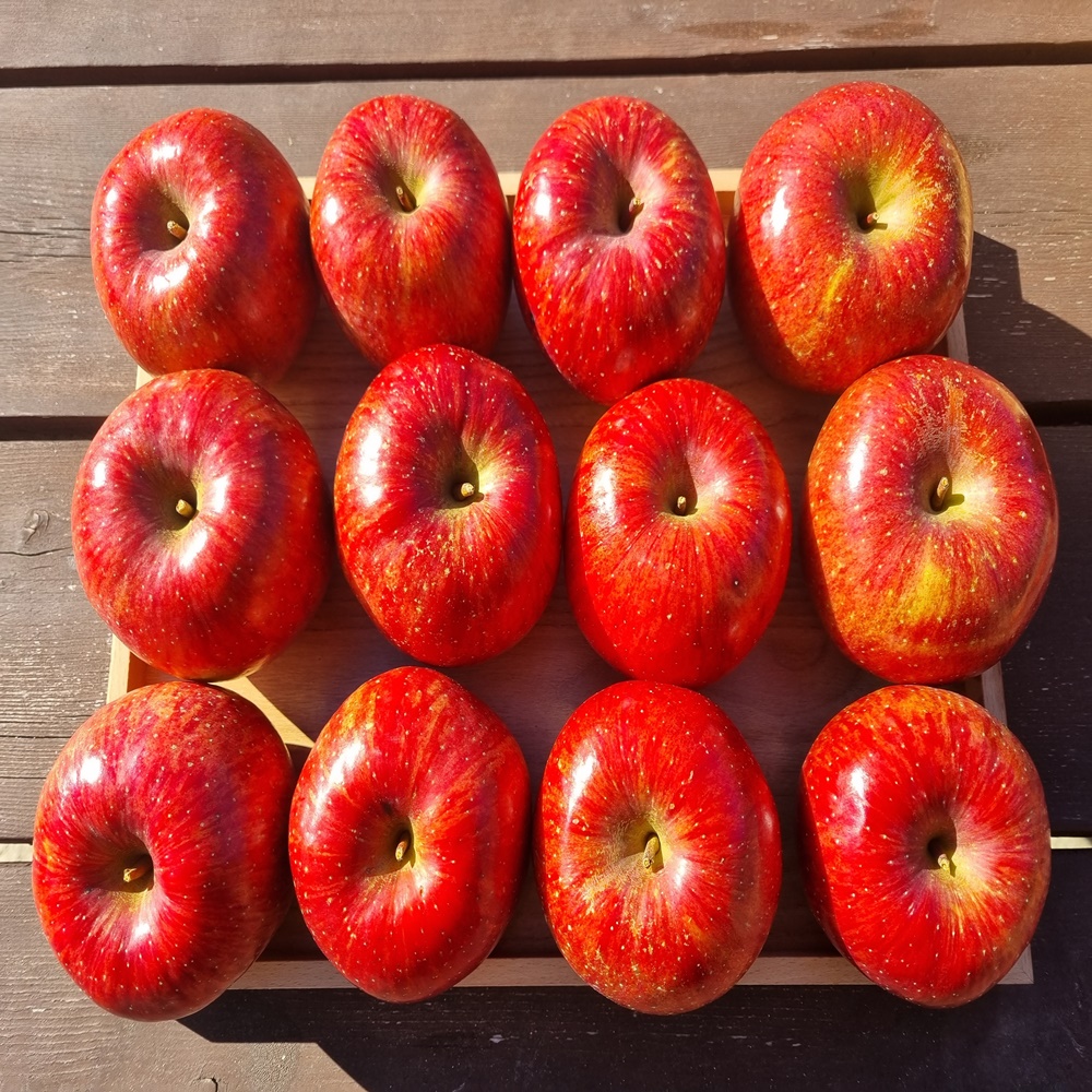 강원도사과 5키로 햇사과 꼬마사과 부사 미니사과 5kg 쥬스용 보조개사과 한입사과 2kg - 상세 이미지 3
