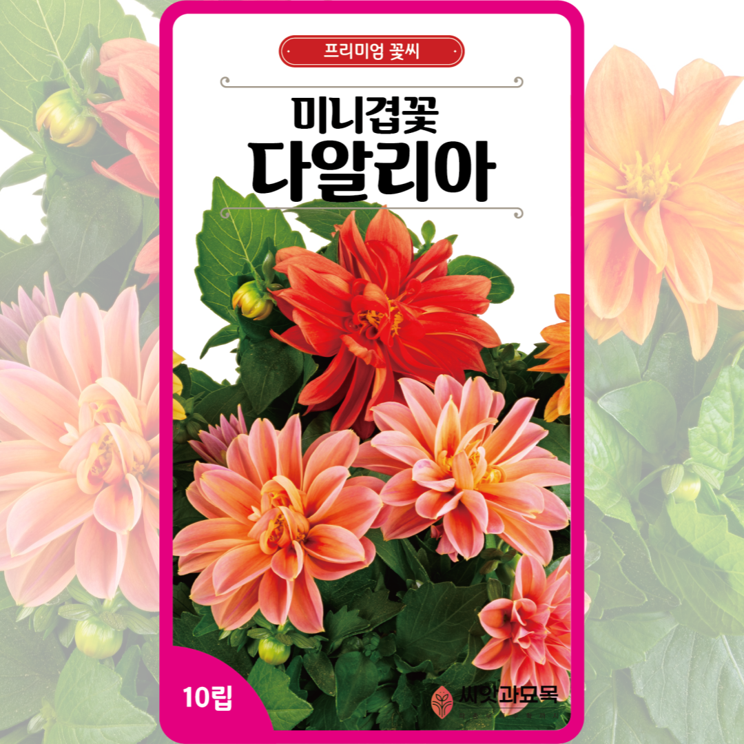 다알리아 씨앗 10립 / 미니겹꽃 다알리아 3색상 종자 꽃씨 몰 꽃씨앗 다년생 - 상세 이미지 2