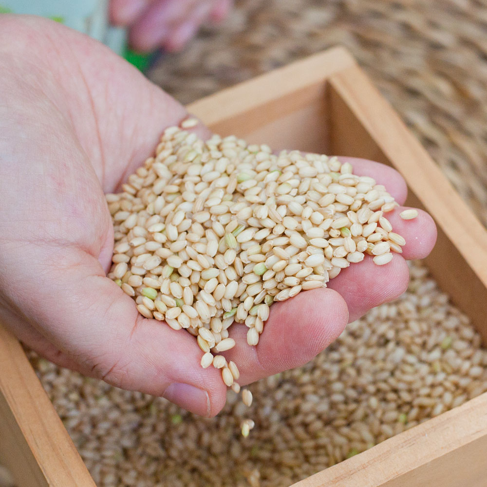 유기농 찰현미 국산 현미찹쌀 친환경쌀