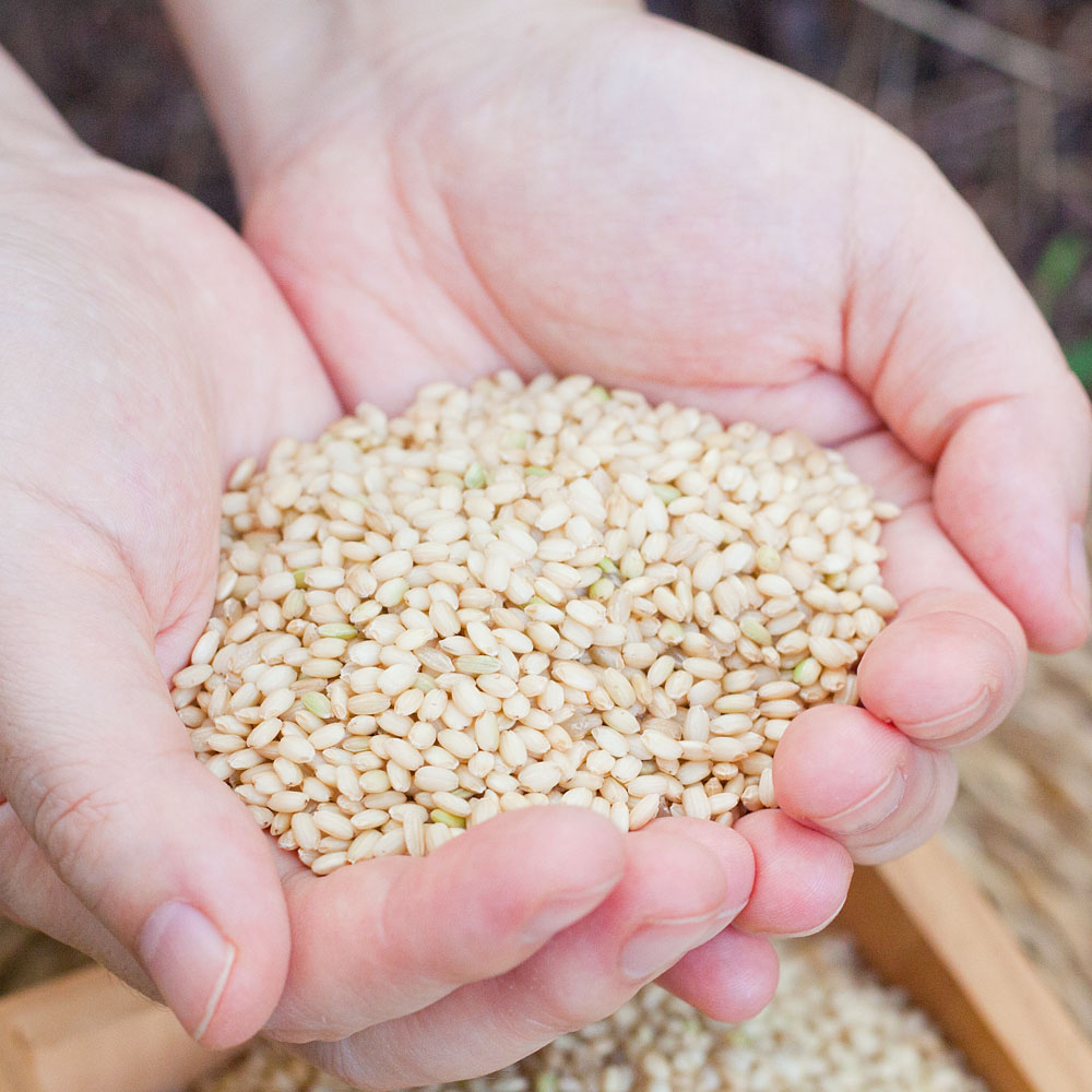 국산 찰현미 유기농 찹쌀현미 친환경 4kg