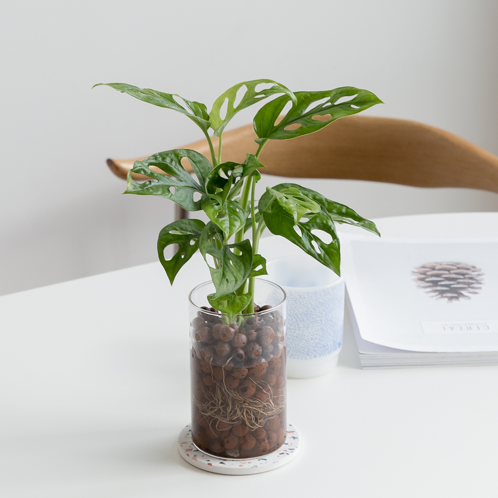 피플랜트 몬스테라 아단소니 하이드로볼 수경재배 수생 식물 키우기 패키지 이미지 3