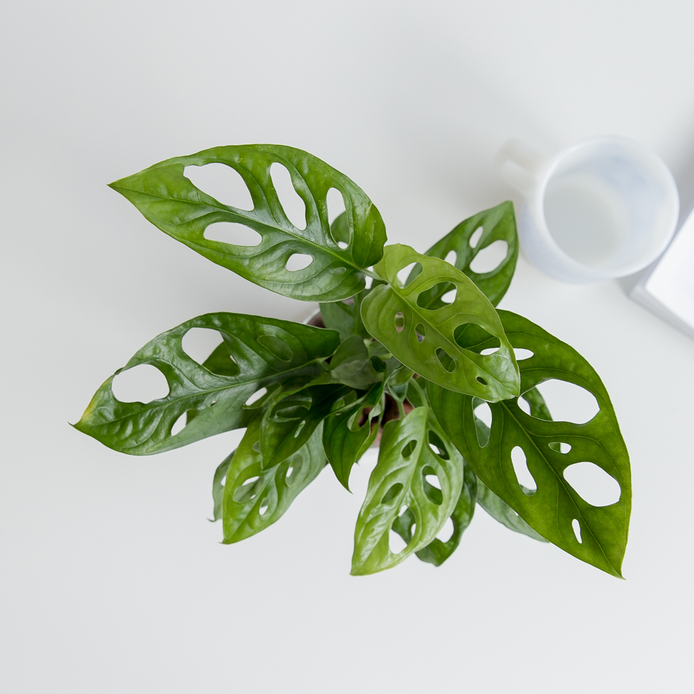 피플랜트 몬스테라 아단소니 하이드로볼 수경재배 수생 식물 키우기 패키지 이미지 4